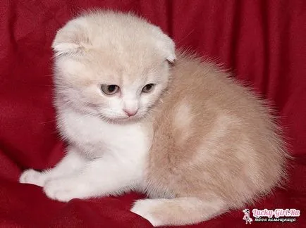 Ce la Feed Scottish Fold pisoi