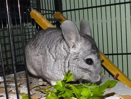 Ce să se hrănească o dieta acasă chinchilla