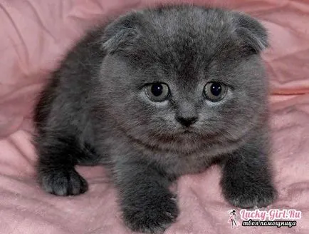 Ce la Feed Scottish Fold pisoi