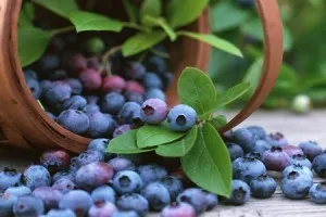 Arcmaszk Blueberry orvosság kitágult pórusok