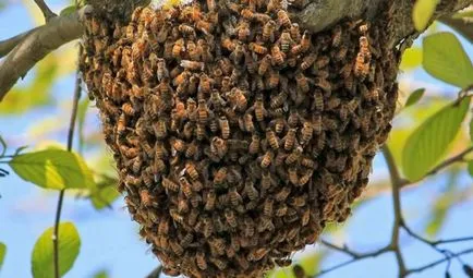Пчелите структура, скали, функции и жизнения цикъл на съдържание