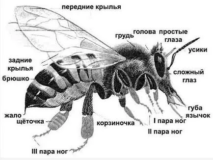 Пчелите структура, скали, функции и жизнения цикъл на съдържание