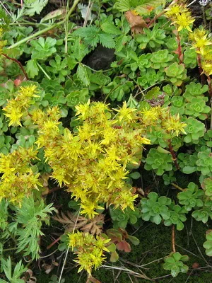 fotografii și nume de specii flori stonecrop perene, îngrijire de plante