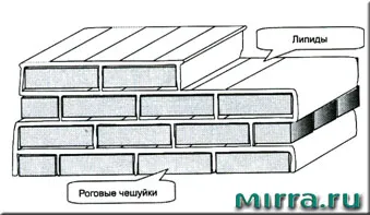 Минерални грим - основа, структура и компоненти на минерален грим, Мира