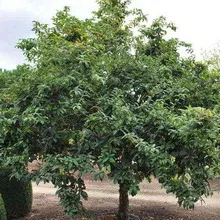 fotografie moșmon, cultivarea medlar în suburbii