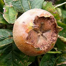 fotografie moșmon, cultivarea medlar în suburbii