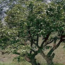 fotografie moșmon, cultivarea medlar în suburbii