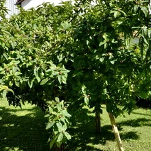 fotografie moșmon, cultivarea medlar în suburbii