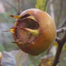 fotografie moșmon, cultivarea medlar în suburbii