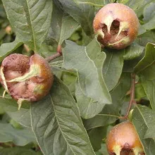 fotografie moșmon, cultivarea medlar în suburbii