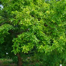 fotografie moșmon, cultivarea medlar în suburbii