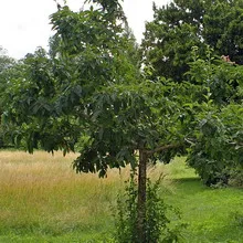 fotografie moșmon, cultivarea medlar în suburbii