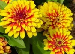 Merülhetek zinnias