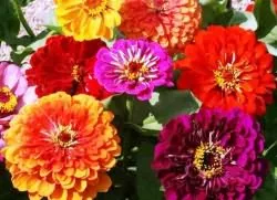 Merülhetek zinnias