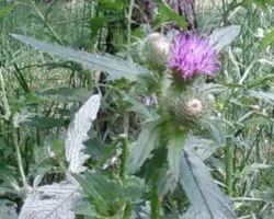 Euphorbia méz - felhasználását, összetételét, a használat és receptek