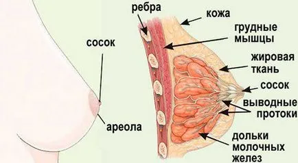 Функцията на млечната жлеза, структура, симптомите и лечението