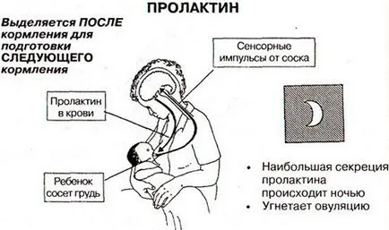 Mamare funcției glandei, structura, simptome și tratament