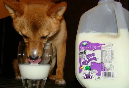 Lehetséges, hogy a kutya a tej - április 21, 2016 - egy egészséges kutya