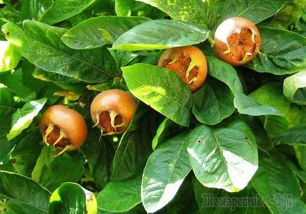 Loquat засаждане, грижи и отглеждане в дома