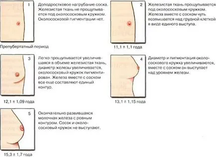 Mamare funcției glandei, structura, simptome și tratament