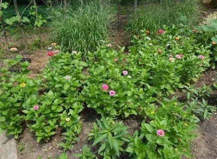 Merülhetek zinnias