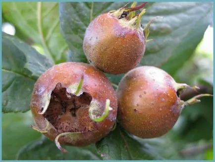 Loquat засаждане, грижи и отглеждане в дома