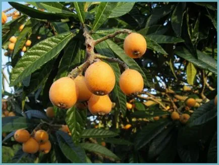 plantare, îngrijire loquat și cultivarea în casă