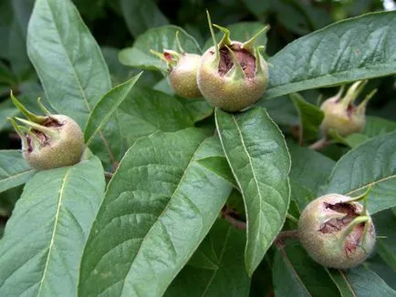 plantare, îngrijire loquat și cultivarea în casă