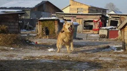 Megharapott halálra egy 7 éves lány eszik a kutyák az Urál