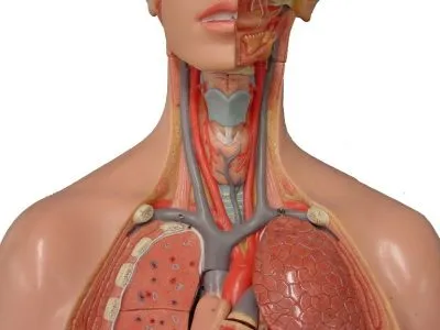 Nestenoziruyuschy atherosclerosis brachiocephalica (artériák) úgy kell tekinteni