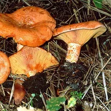 Leírás gomba gombák nőnek, ahol fotókat és úgy néz ki mint a gomba féle lucfenyő, erdei fenyő és vörös
