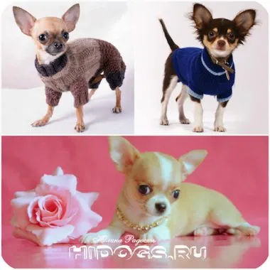 Ruházat Chihuahua ruházat választás, mint hogy a mérést (fotó)