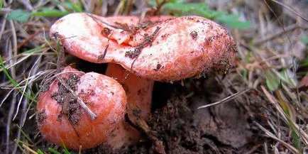 Descriere Ciuperci ciuperci cresc în cazul în care fotografiile si arata ca ciupercile tipuri de molid, pin si rosu