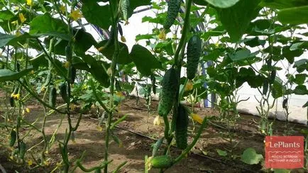 Uborka üvegházban termesztéstechnológiai ültetés a betakarítás