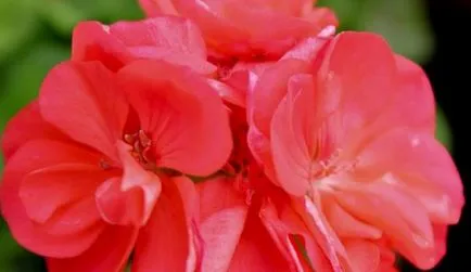 metszés Pelargonium