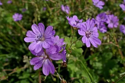 Tunderea geranium grădină pentru flori luxuriante