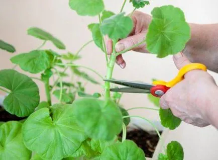 Tunderea geranium grădină pentru flori luxuriante