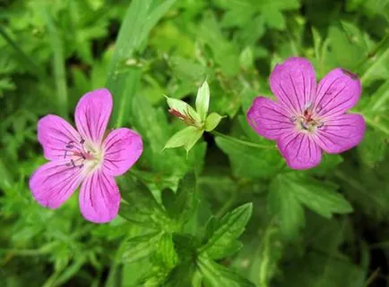 Tunderea geranium grădină pentru flori luxuriante