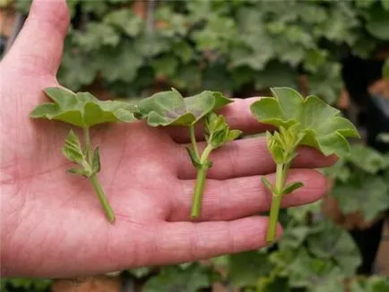 Metszés kerti muskátli a buja virágzás