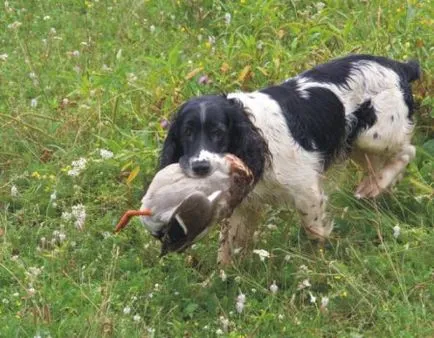 Reguli generale de joc spaniel-ul nataski