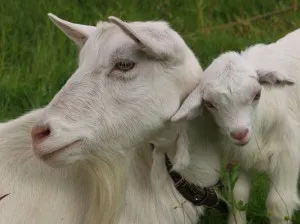 Jellemzői fenntartása tejelő kecskék, a hazai gazdaság