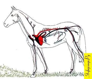 Конна кръвоносните органи