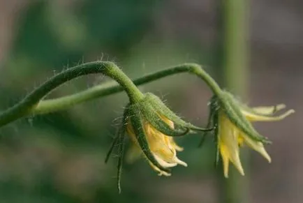 flori împroșcau pe tomate care fac