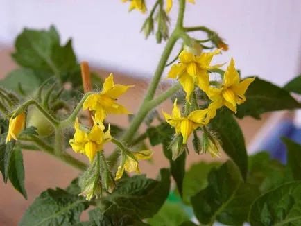 flori împroșcau pe tomate care fac