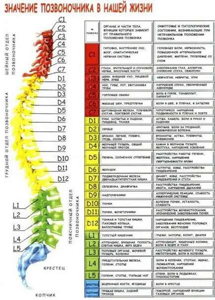 Postura și poziția neutră a coloanei vertebrale