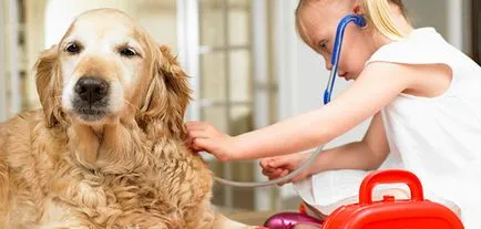 Dog otrăvire - cauze, simptome, tratament, prevenire