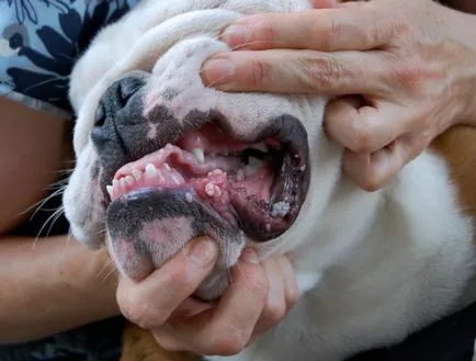 Папиломатоза при кучета причинява и методи за лечение,