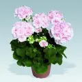 Pelargonium vigyázni, nő, reprodukálni