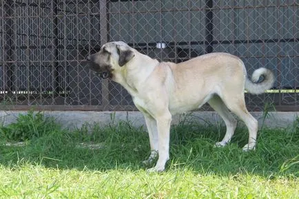 Kennel Aksaraiskaya malakly Ziraddin Rzayev