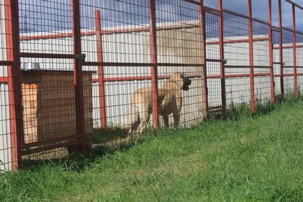 Kennel Aksaraiskaya malakly Ziraddin Rzayev